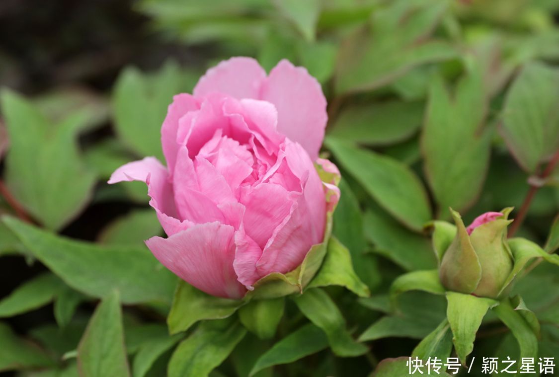 牡丹花、风车公路、烽火台、海港，美丽的风景线