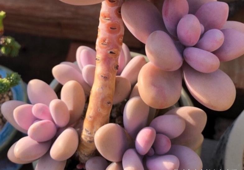 多肉桃蛋砍头？何必下如此狠手！是遇到这“4情况”必须要砍吗？