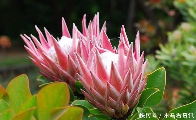 鲜花|此花被誉为花中之王，是一种花开不败的鲜花！寓意着顽强的生命力