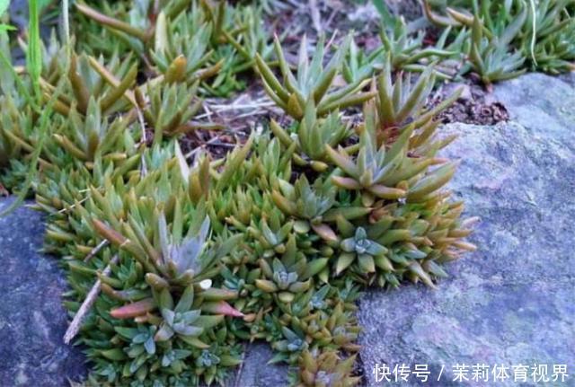 农村屋顶上的野草,价值高还有妙用,如果你家房上有,切记不要拔