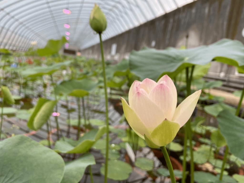 荷花培育|浦口的荷花想开了～