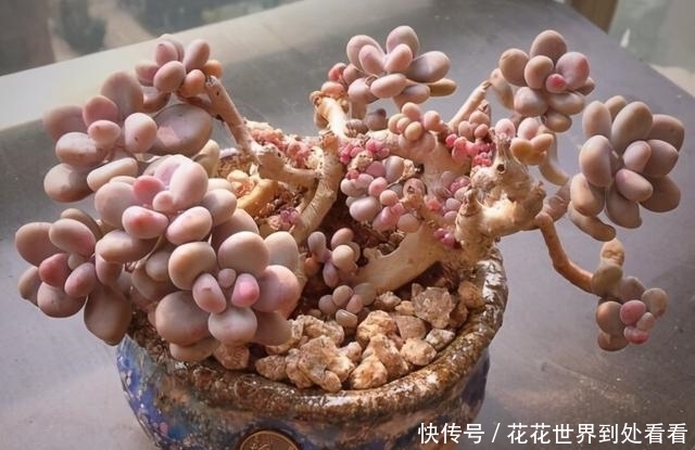 粉嘟嘟|多肉桃蛋粉嘟嘟真可爱,怎么养得胖乎乎,分享3个爆盆妙招