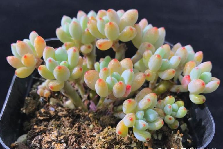 肉友|时间如白驹过隙,眨眼就到5月份了,我们的多肉还能不能淋雨呢?