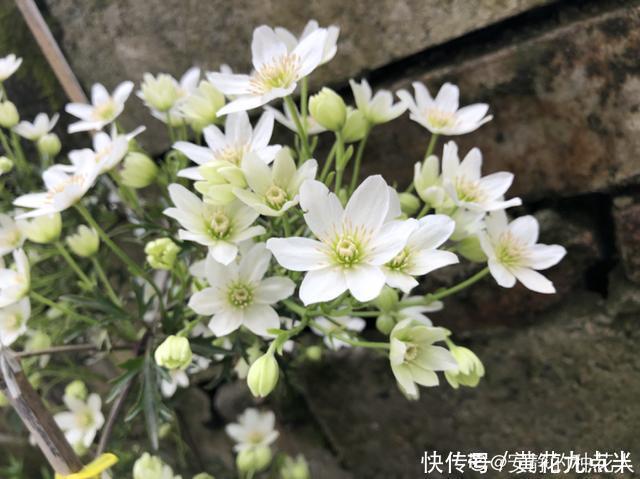 1种花现在剪,芽窜得更多,开出整面大花墙