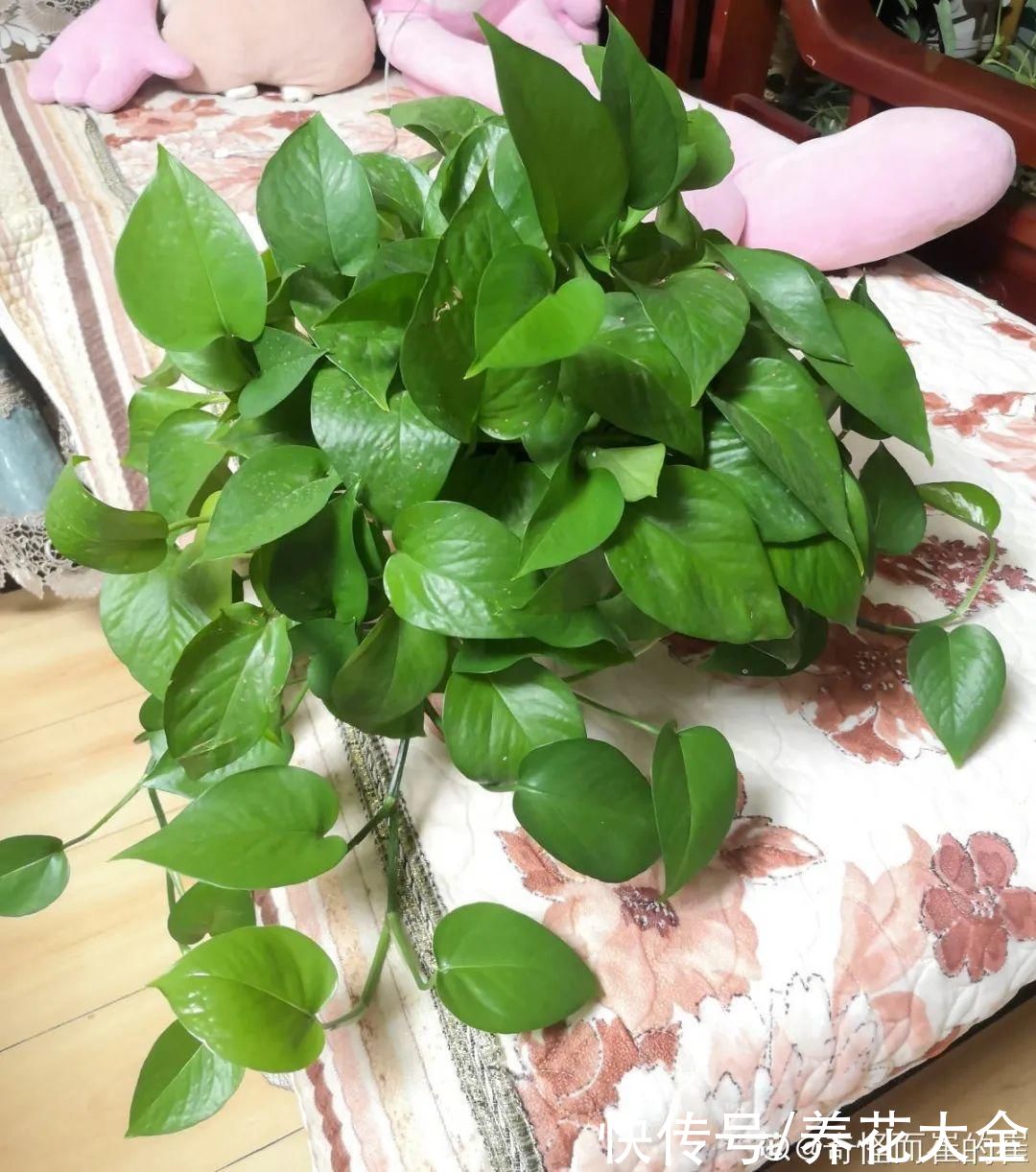 最怕晒的10种花，赶快搬进屋，否则会死掉