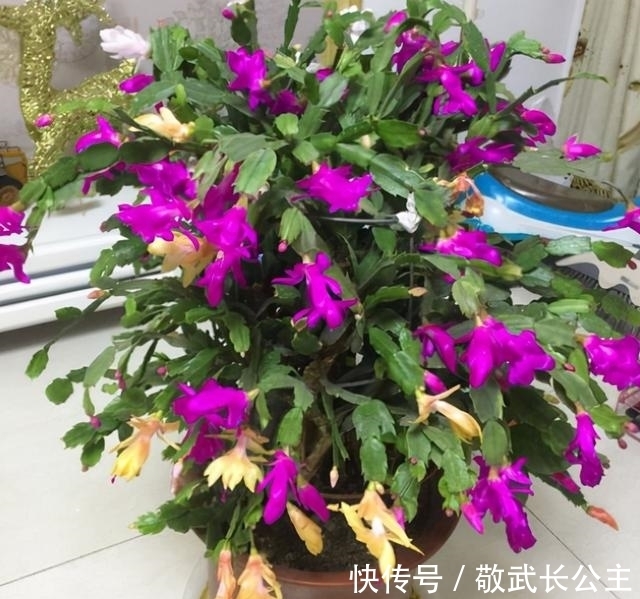 嫁接|如果你是新手养蟹爪兰,尽量不要一棵嫁接多色,因为很难一起开花