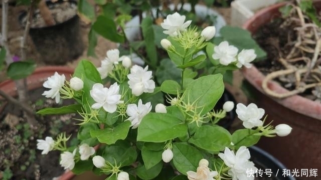 这“3种”花就是欠收拾,剪得越狠,开花越勤,越容易开爆