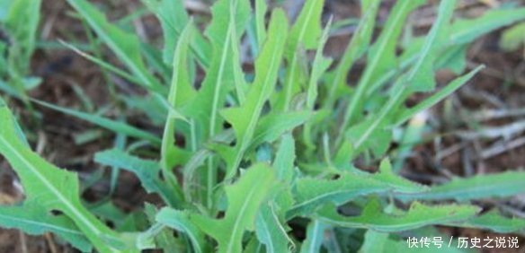 農(nóng)村一種其貌不揚(yáng)的野菜,竟然是癌細(xì)胞的克星,還可抑制白血病