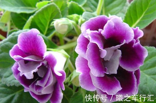 花朵|4种花美的出奇，花好看名字也好听，阳台变成温馨小花园