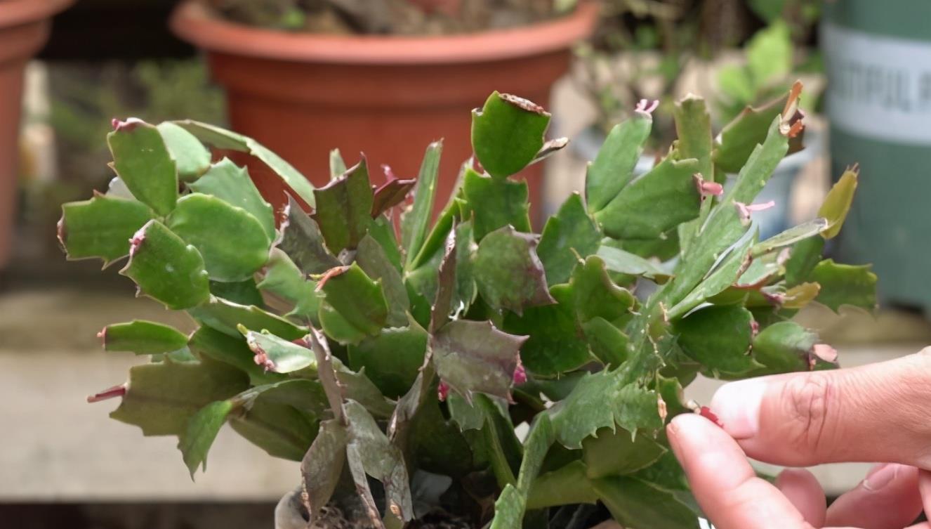 度夏|蟹爪兰掉叶子？2个“原因”解决好，叶子肥厚，度夏无压力