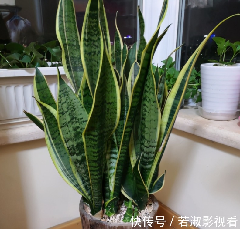 天一转凉,虎皮兰就饿了?常用它喂喂,补营养,盆栽呼呼出新芽