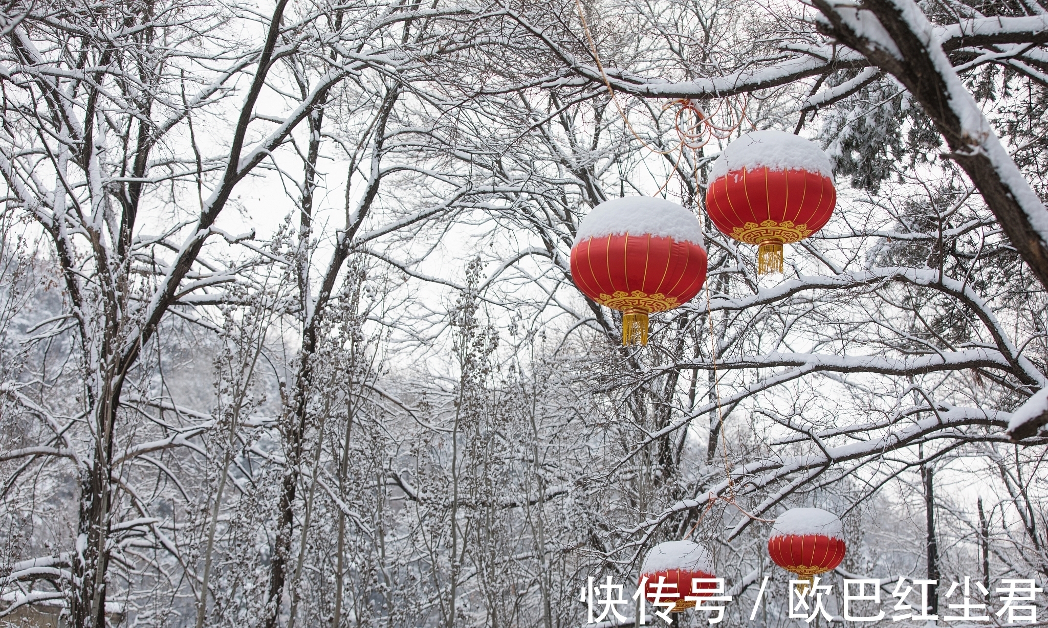 冬花#唐诗唯美春雪七首:夜来春雪照西楼,一枝春雪冻梅花