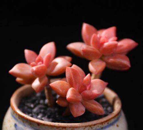 多肉中的“美人系列”,这六种是代表,养护简单颜值高,适合新手