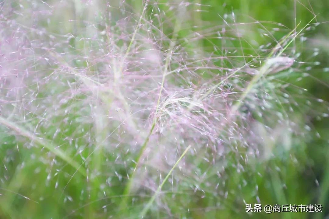 粉红色的回忆|太浪漫：商丘小伙，赶紧带你相中的那个她来打卡