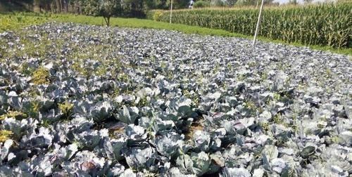 糖尿病人|孕妈吃水果益处多,但5种水果嘴巴再馋也要少碰,伤己又伤胎