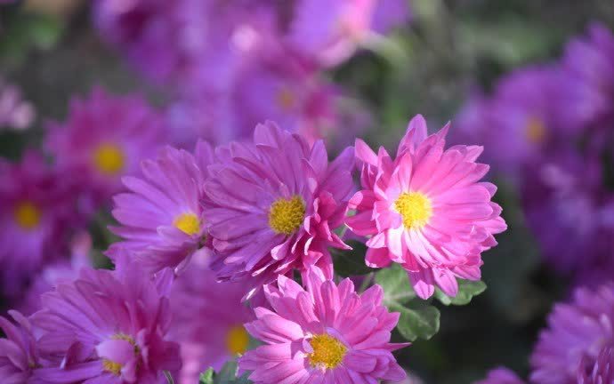 3种花“美若天仙”,花色超仙,花香浓郁,一年开花多次,很值得拥有