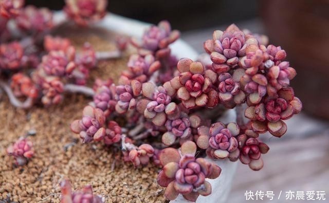 养分|根系好的多肉,平时有这3种表现,及时培养快速长成老桩