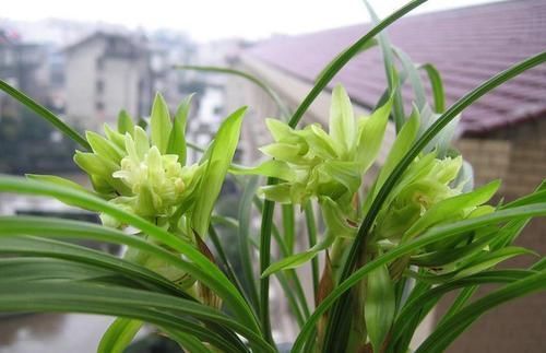 此花,比桂花还香,比蝴蝶兰漂亮,养在家中上档次