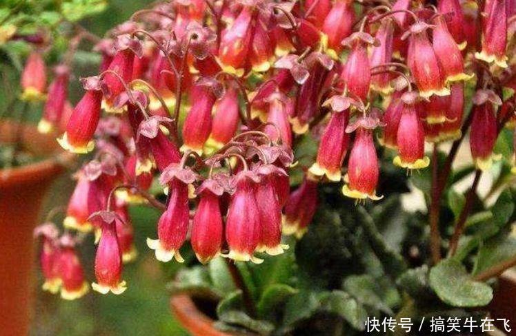 蕙兰蕙兰|几种花卉,花期超长花量大,一年四季花开不停,一盆千百朵