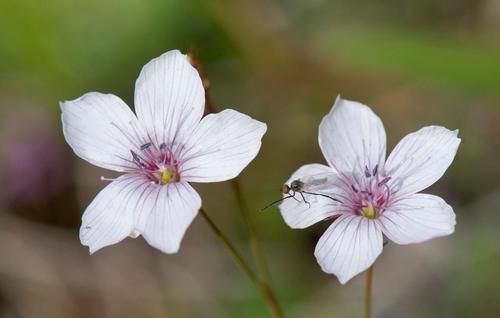 养花|捡拾2种树皮回来养花,花盆里埋1点,不烂根、不黄叶,长的旺