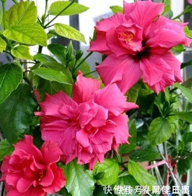 三角梅|4种花就适合现在养，花朵多、花期长，新手懒人都养得好！