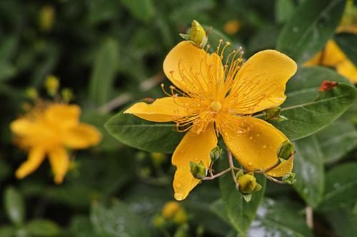 肺腑之言|俗话说:人到四十五,正是出山虎,是什么意思?老祖宗的肺腑之言