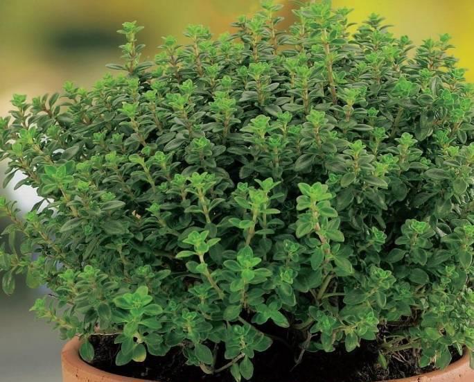 绿植|喜欢叶子有香味的花?5种芳香的绿植,比绿萝更好养更耐看