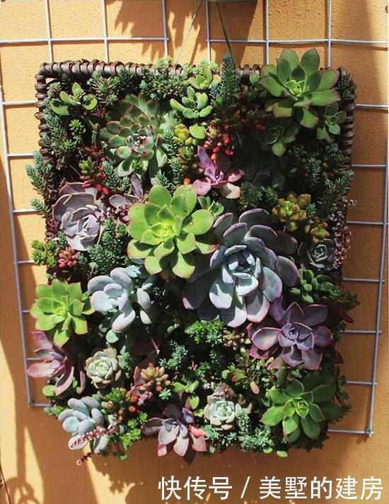 Diy多肉植物组合之藤类花器 就问你美不美 快资讯