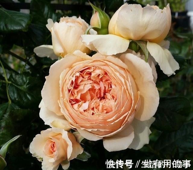 名称|25款包子型月季,花开永不败,大花好养又丰花,新手推荐种植!