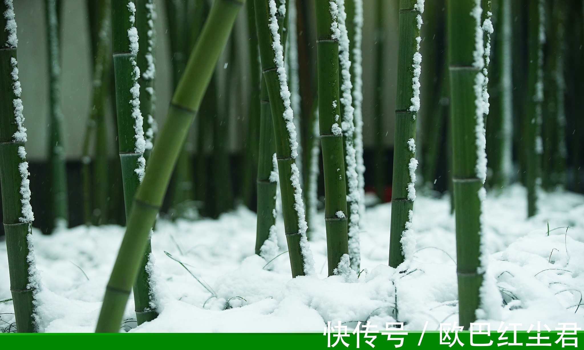 冬花#唐诗唯美春雪七首:夜来春雪照西楼,一枝春雪冻梅花