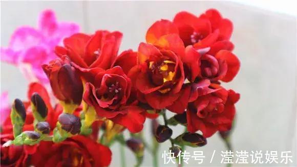 香味醇|还在养绿萝家里养盆“香香花”,好看好闻,清香四溢精神好!