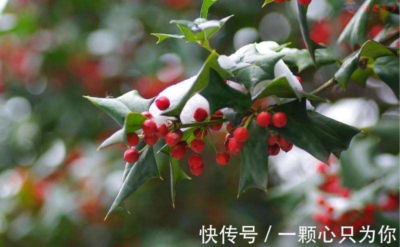 圣诞将至,阳台挑个盆栽,摇身一变圣诞树