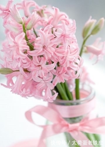 秋天|农历十一月大雪后,养什么花?家里养3种花,合家幸福福运绵绵