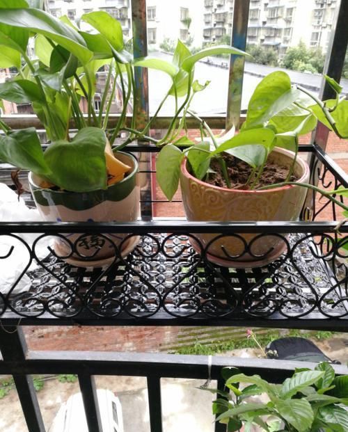 养花细节决定成败：搞不定这3点，养一盆黄一盆