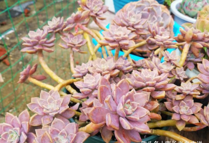 姬胧月|多肉姬胧月和阿伦培习性相近且一样的皮实,所以一起拼养没有障碍