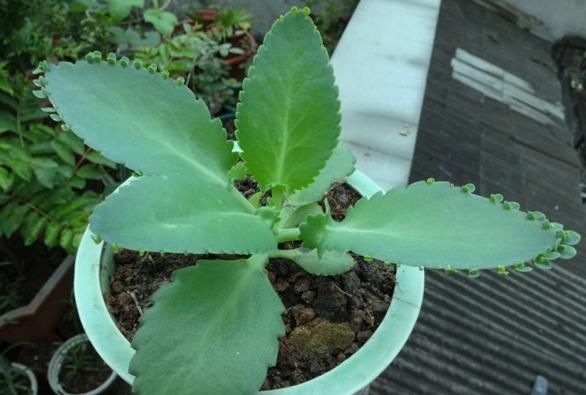  盆栽|初次尝试养花选什么植物好？盆栽此4款，搁室内漂亮又好养