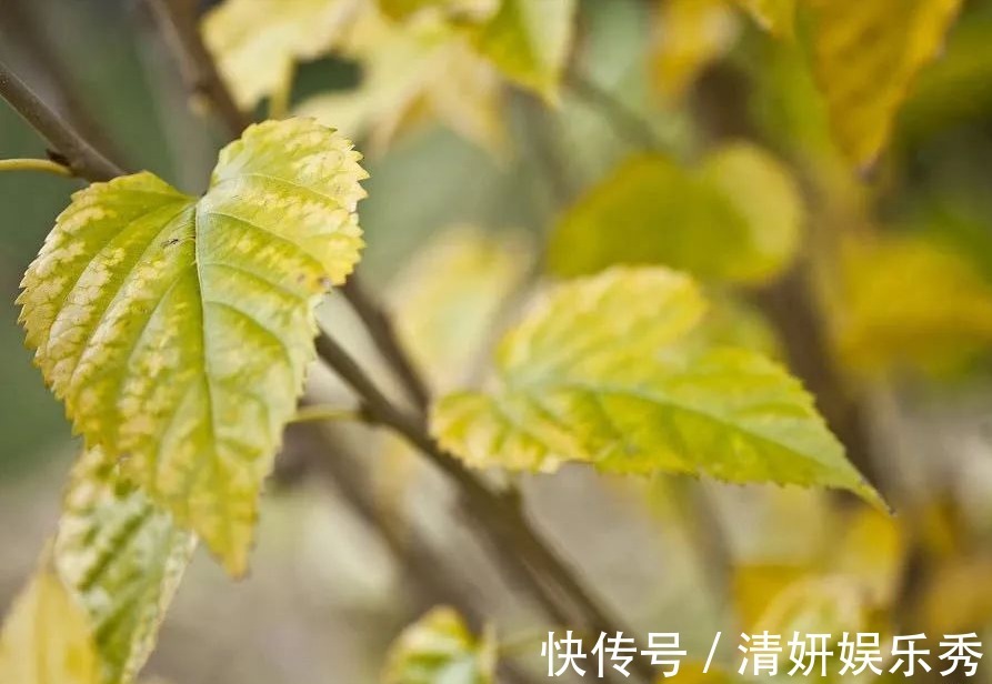 肺火|1片桑叶9味良药！老中医教你桑叶妙用，9大功效受用一生！