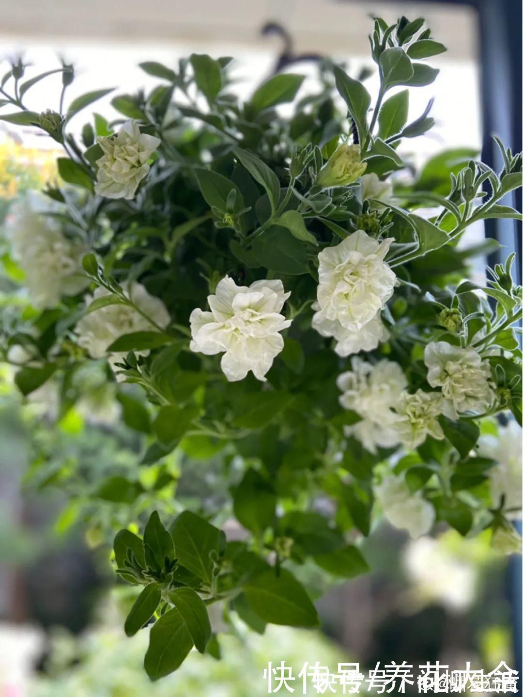 水仙|上万块的蟹爪兰,开花像烟花,养过的人不多