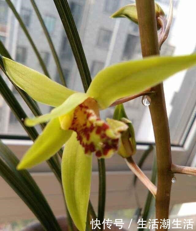 花友|兰花冒出一串黏黏的“小水珠”,恭喜你,终于撞“大运”了!