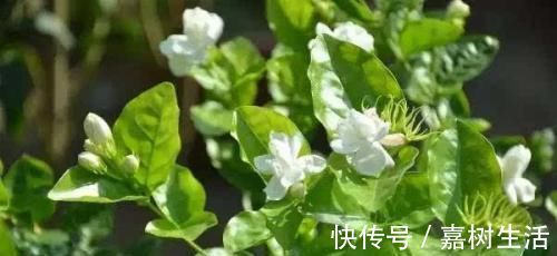 满屋|茉莉花有4喜，了解掌握，开出层叠群花，满屋都是花香