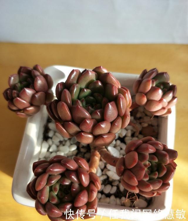 养了三年，多肉终于给点颜色瞧瞧了