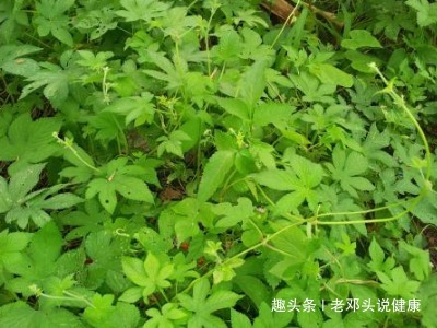 健康知识|立秋后，咳嗽多痰怎么办用此野菜泡水喝，清热解毒、止咳祛痰