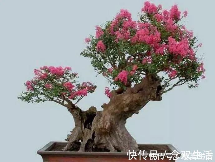 叶片|盆景制作技法夏天来到，盆景脱衣换锦，有6种好处