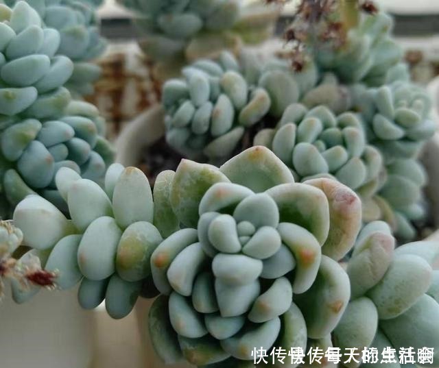 叶片|劳尔这样养，爆盆容易植株壮，叶片肥厚红晕浓，尽显欧洲文艺范儿！