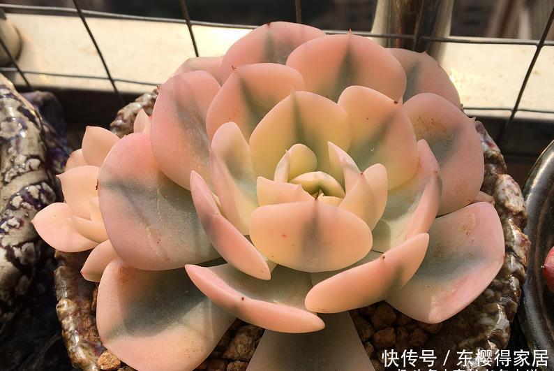 美杜莎|多肉长根就等于成活，但最难的就是发根，有啥办法能加速发根呢？