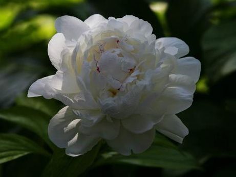 几种花很耐养，沾土就能活，有阳光就爆盆，给点水就疯长，太好养