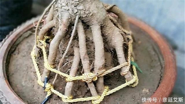 花盆|盆景盆树出现了老化,要及时处理避免树桩死亡,方法一分钟看完