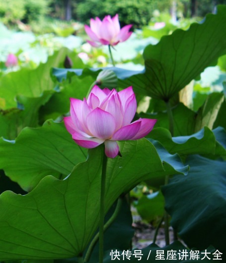 桃花运|进入下周，吉星高照，4属相事业进步，升职加薪，日子越来越好