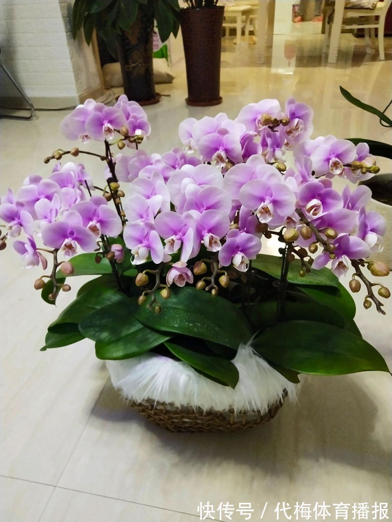 蝴蝶兰被扔路边,捡回去能养活吗?按这4点操作,开花长叶子易