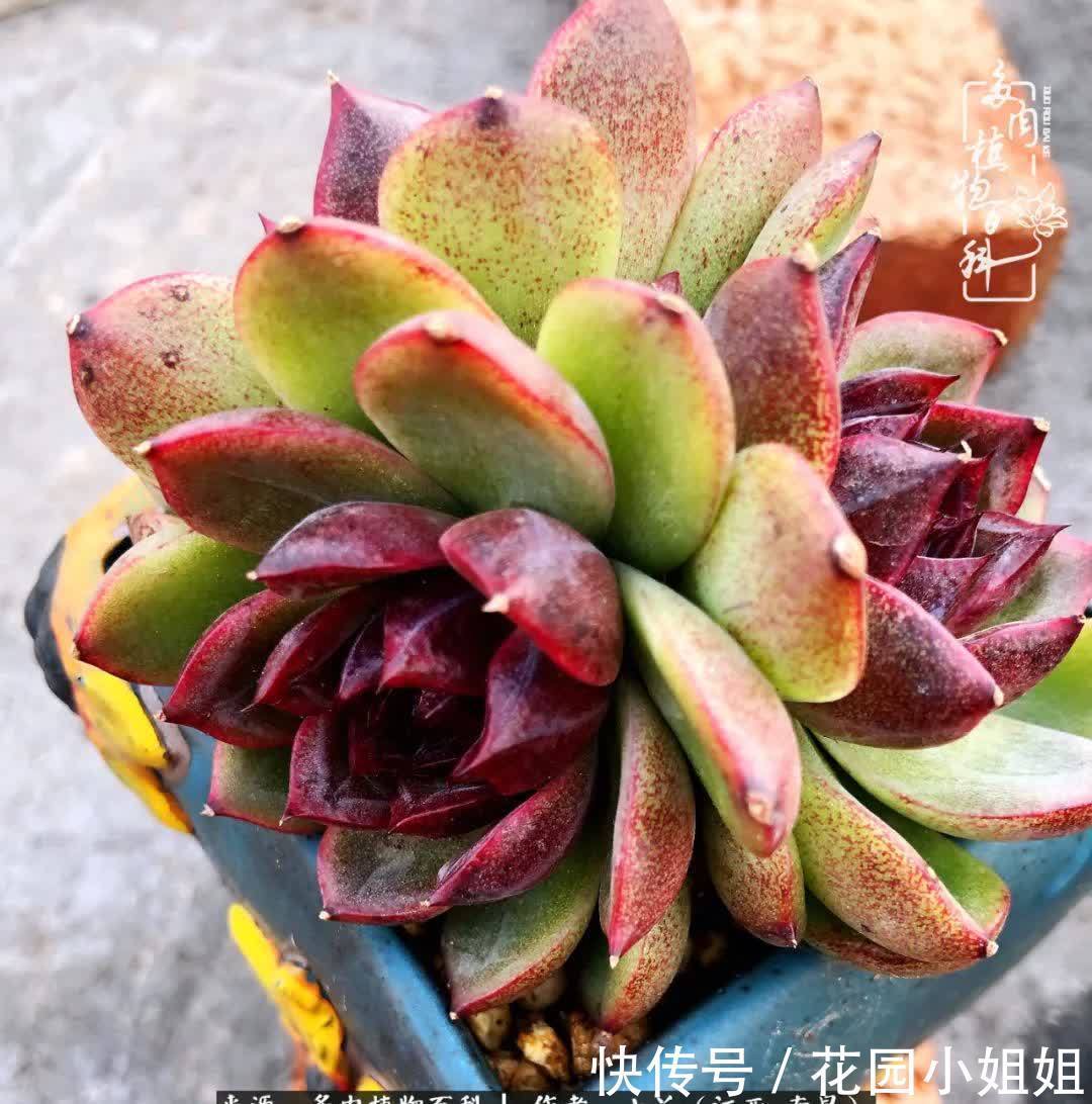 我的多肉宝宝美图，愿能给大家带来一丝轻松与愉悦！